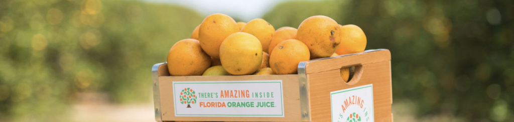 FDOC basket filled with oranges in a grove